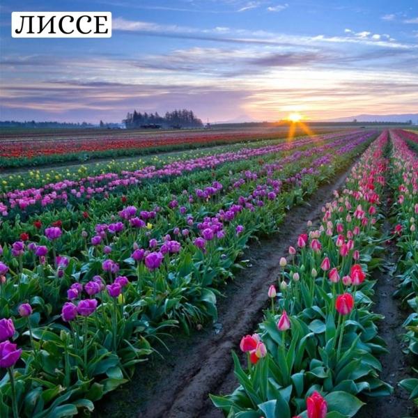 ОБЗОР САМЫХ КРАСИВЫХ ЦВЕТОЧНЫХ ПЛАНТАЦИЙ и ПАРКОВ В МИРЕ!
7 МИЛЛИОНОВ ЦВЕТОВ
Огромное количество..