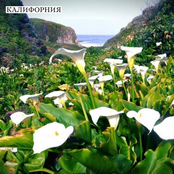 ОБЗОР САМЫХ КРАСИВЫХ ЦВЕТОЧНЫХ ПЛАНТАЦИЙ и ПАРКОВ В МИРЕ!
7 МИЛЛИОНОВ ЦВЕТОВ
Огромное количество..