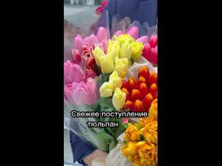 СВЕЖАЙШИЕ, РОССИЙСКИЕ, ХРУСТЯЩИЕ, ЕСТЬ ПИОНОВИДНЫЕ, КАКИЕ ТО С БОЖЕСТВЕННЫМ АРОМАТОМ - ТЮЛЬПАНЫ  
СЕГОДНЯ..
